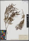 Foto von Salix viminalis L.